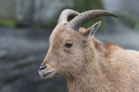在非洲拍摄了Barbarary羊Ammotragusle背景图片