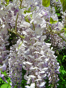 紫花朵开花akawistaria或wys图片