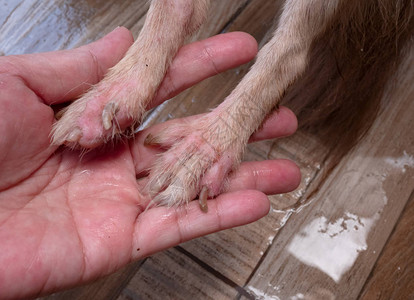 患有蠕形螨病过敏狗皮肤的奇瓦狗背景图片