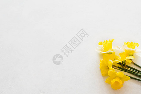 白色背景上的黄色自恋美丽的春花束花卉构成图片