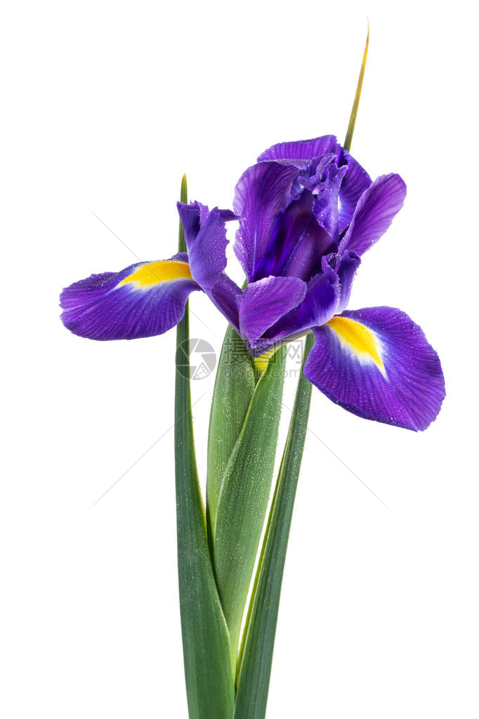 美丽的深紫色花朵在白色图片