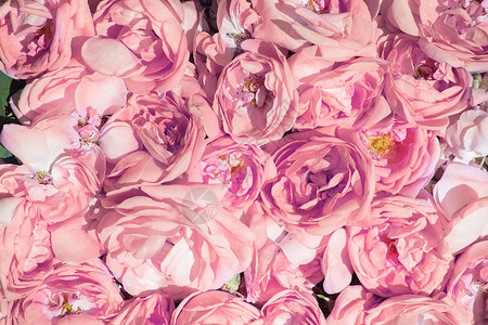 玫瑰茶花瓣玫瑰油生产油井玫瑰和罗背景
