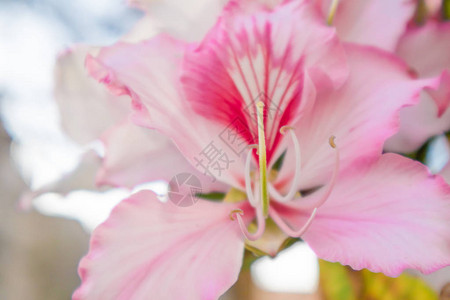 紧贴美丽的BauhiniaVariegata浅粉红色花朵图片