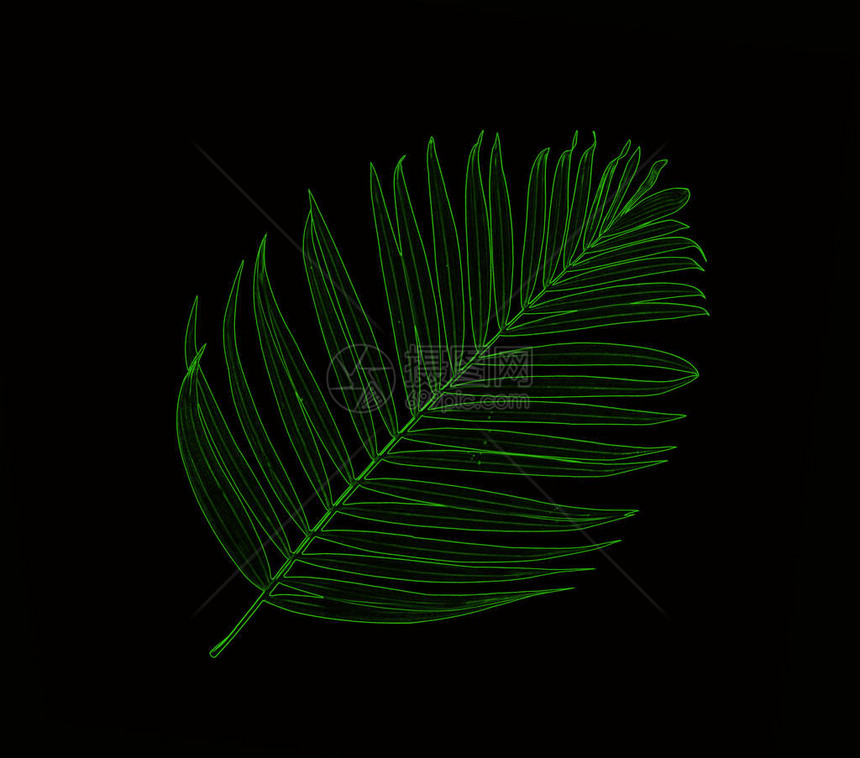 黑色背景中棕榈树的绿叶图片