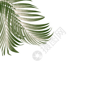 棕榈树背景的绿叶图片