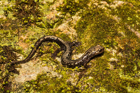 奥特萨拉曼德峰Plethod图片