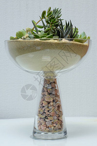 白色砾石玻璃花瓶中的微型仙人掌Succul图片