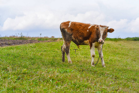 牧草上的小公牛放牧牲畜在乌图片