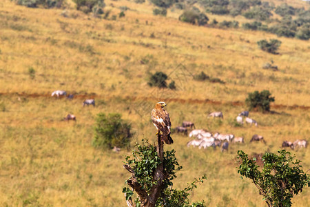 肯尼亚马赛拉Masai图片