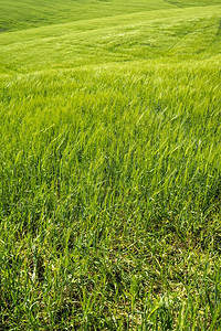 绿小麦成熟的田园风光图片