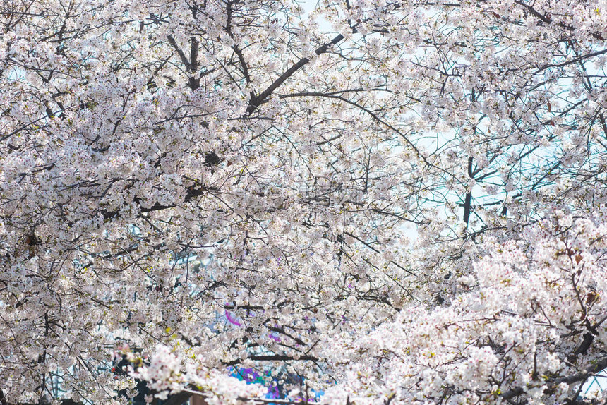 南韩首尔的春日之光下开着一棵盛图片