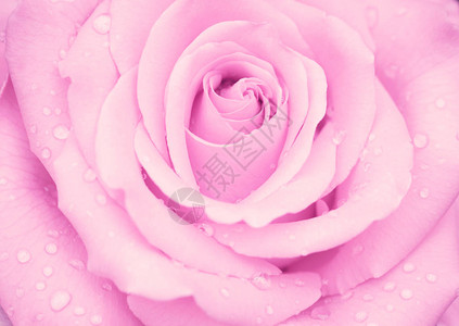 雨后有水滴的粉红色玫瑰花蕾关闭图片