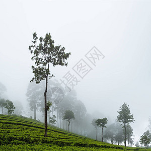 在哈普塔莱斯里拉卡茶叶种植园的美丽景色图片