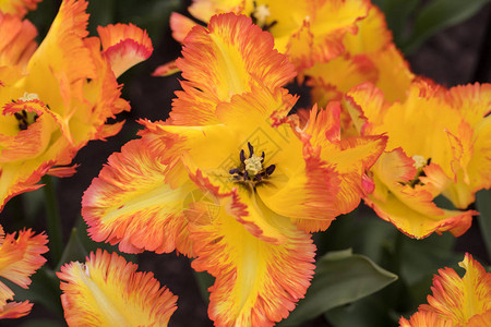 花朵在花园中开花的植物郁金香和橙黄色图片