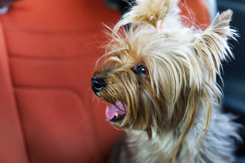 YorkshireTrier狗伸出舌头坐图片