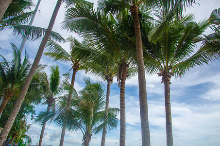 天空和云彩上的热带棕榈树图片