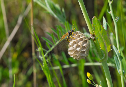 孤独的小黄蜂正在草茎上建新家背景图片
