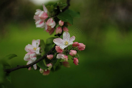 苹果树的花图片