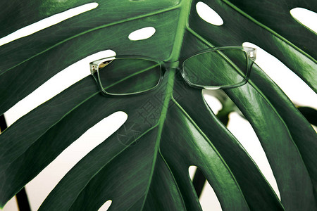 在大绿叶上的绿色框架中的眼镜白色背景上的眼镜和绿色热带树叶医疗光图片