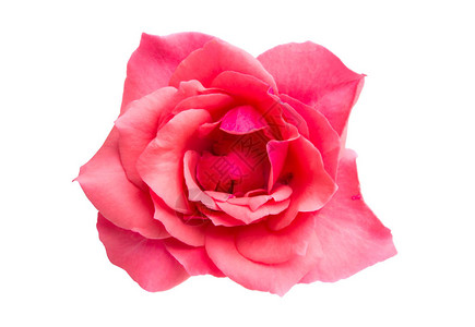 粉红玫瑰在白背景图片
