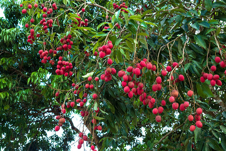 树上成熟的荔枝果实热带水果图片