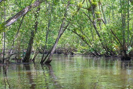 穿过河流和绿水的大红树林图片