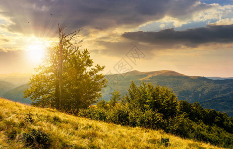 日落时在草地山坡上的树上喀尔巴阡山斯维多茨山脊美图片