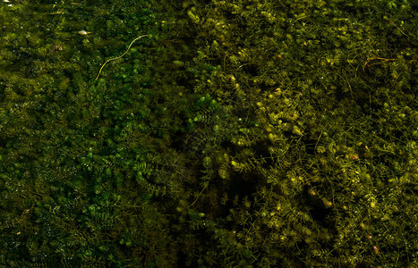 沼泽湖表面的绿藻图片