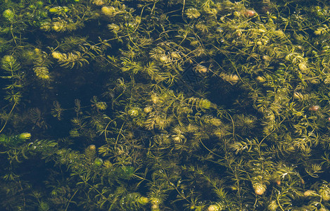 沼泽河表面的绿藻图片