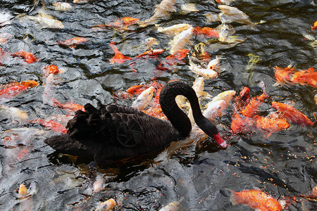 五颜六色的日本锦鲤鱼和黑天鹅吃图片