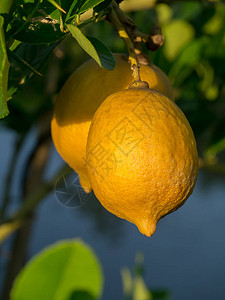 柠檬在树上图片