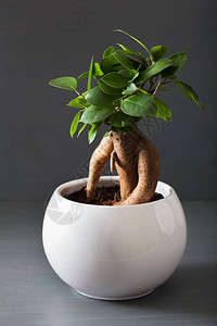 白花盆室内植物榕小果人参图片