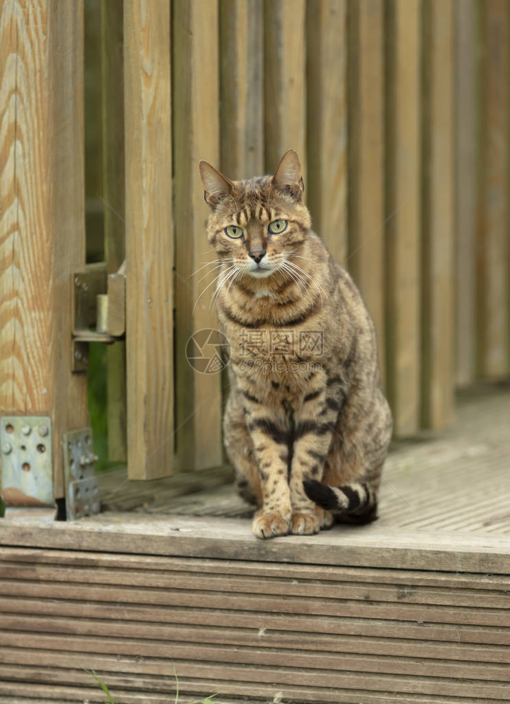 棕色鲭鱼猫坐在木露台上图片