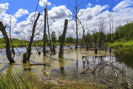 沼泽废弃湖泊破坏生态图片