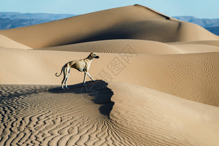 一只棕色的Sloughi狗阿拉伯灰狗站在摩洛哥撒哈背景图片