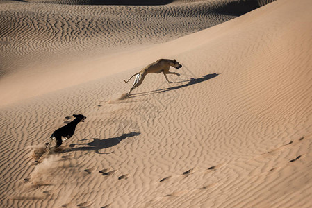 两只Sloughi狗阿拉伯灰狗在摩洛哥撒哈拉沙背景图片