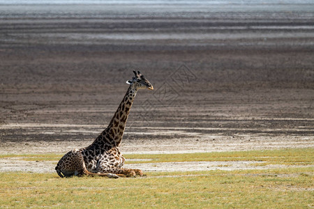 Masai长颈鹿坐图片