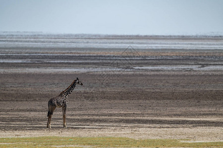 Masaigiraffe站在图片