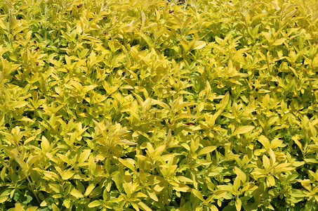 自然背景黄色植物图片