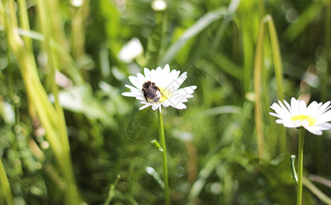 白花和大黄蜂夏天图片