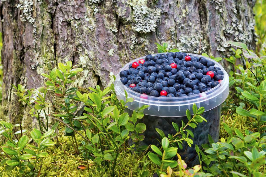 熟的野生莓子在一桶水里图片