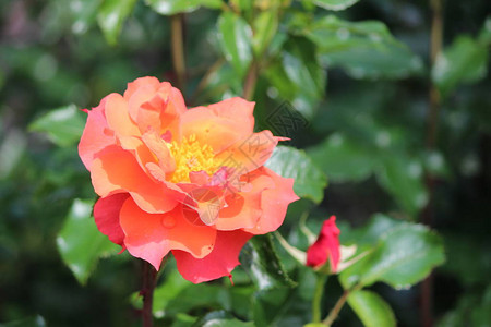 从荷兰博斯科普的玫瑰园中分离出来的玫瑰花型图片