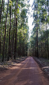 红土桉树林中的路图片