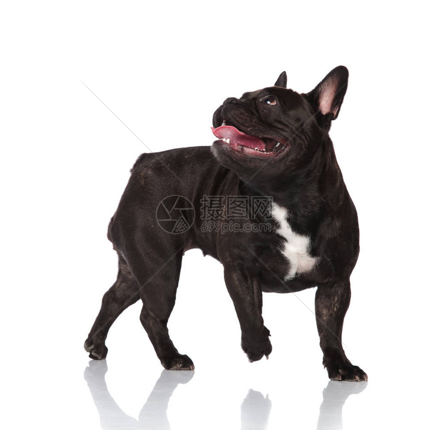 可爱的黑色气喘吁的法国斗牛犬在白色背景上走到一边时向上和向图片