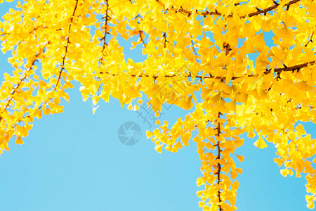 韩国仁川大公园的黄色银杏树图片