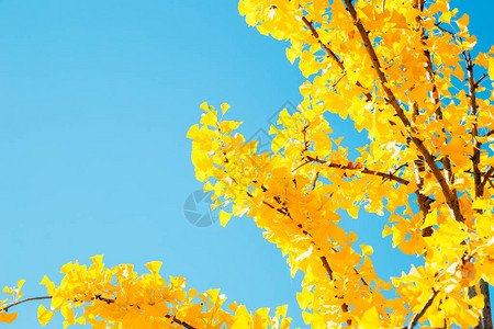 韩国仁川大公园的黄色银杏树图片