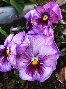 花坛上美丽的紫罗兰背景图片