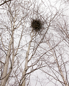 森林里一棵树上的喜鹊巢高清图片