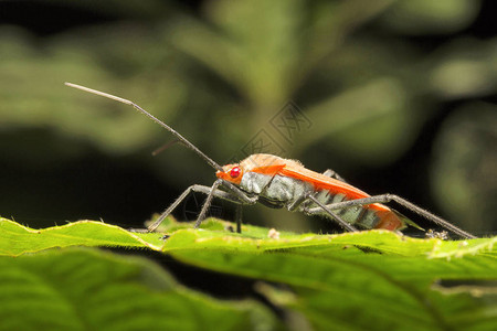 红丝棉虫PyrrhocoridaeTrishna印背景图片
