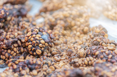 Kopiluwak或civetcoffee是世界上最昂贵和产量最低的咖啡品种之一图片